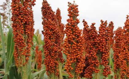 Sorghum in the field Sorghum in the field